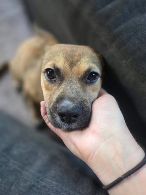 Photo 2 of Clementine