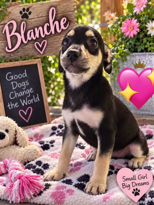 Blanche, a dog for adoption from Our Pack Animal Rescue, Inc.