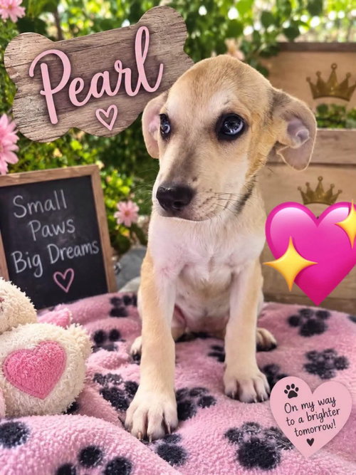 Pearl, a dog for adoption from Our Pack Animal Rescue, Inc.