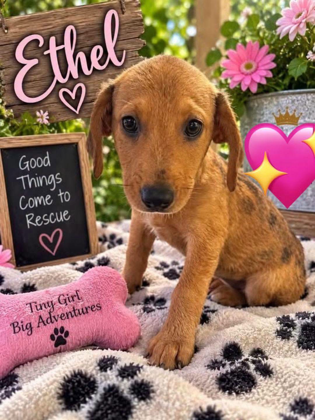Ethel, Catahoula Leopard Dog