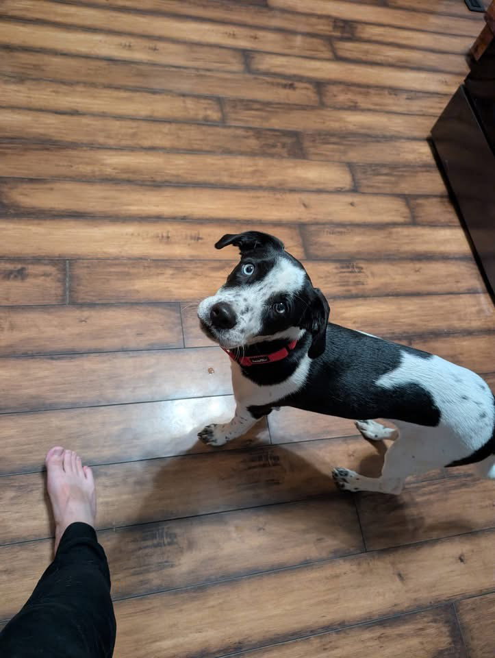 Arnold, Terrier