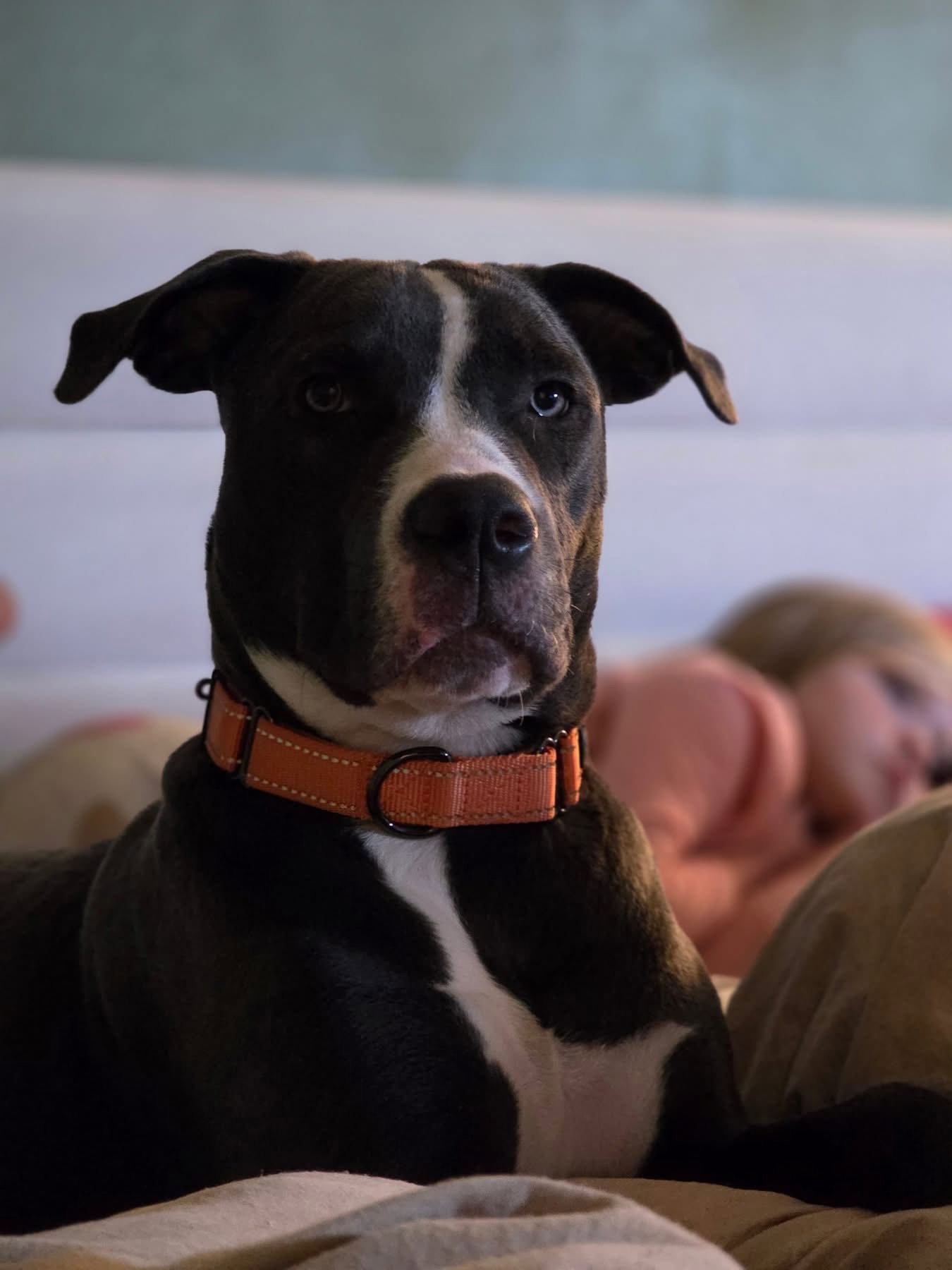 Daisy Mae, Pit Bull Terrier