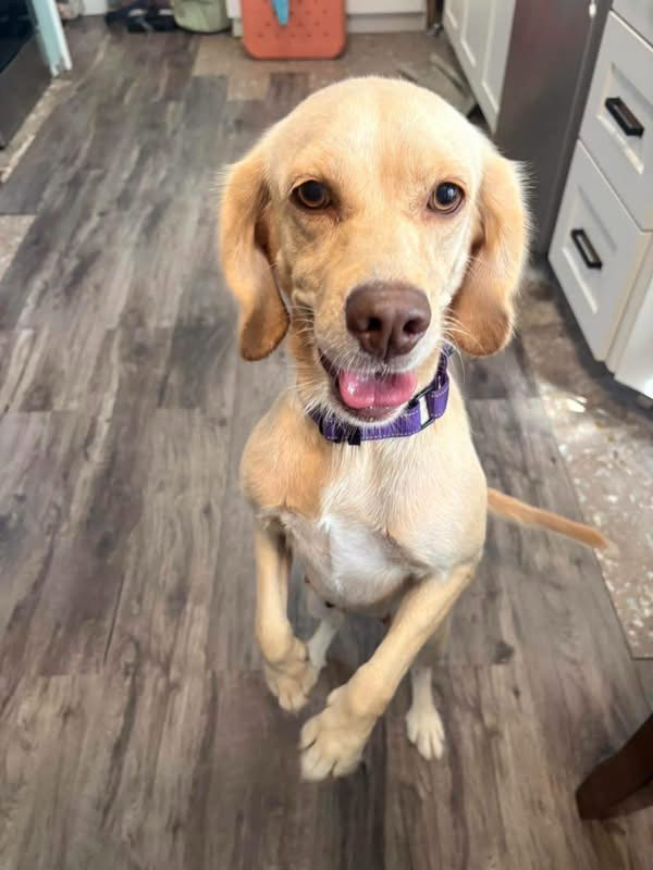 Sundae, Cocker Spaniel