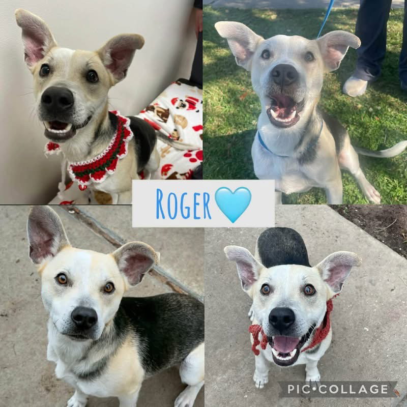 Roger, Shepherd