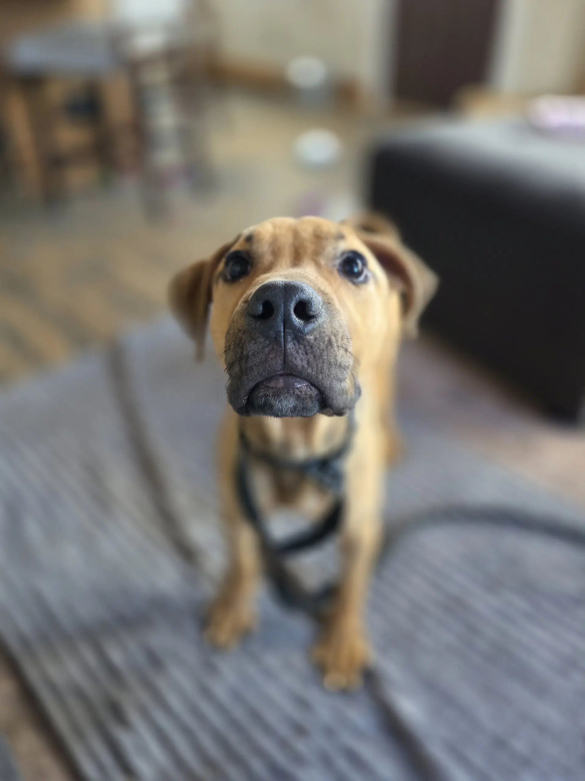 Stanley - Shepherd