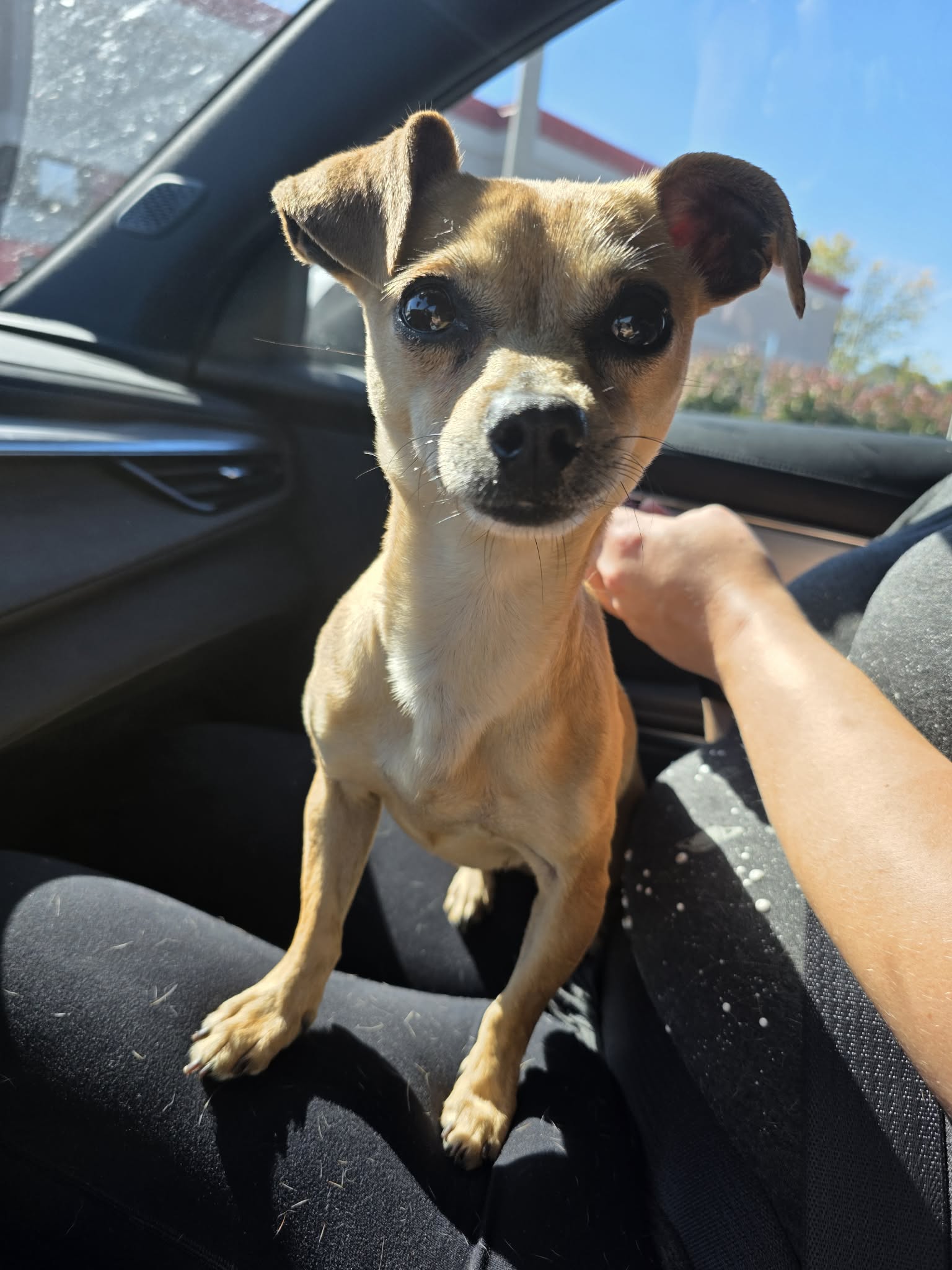Gracie
