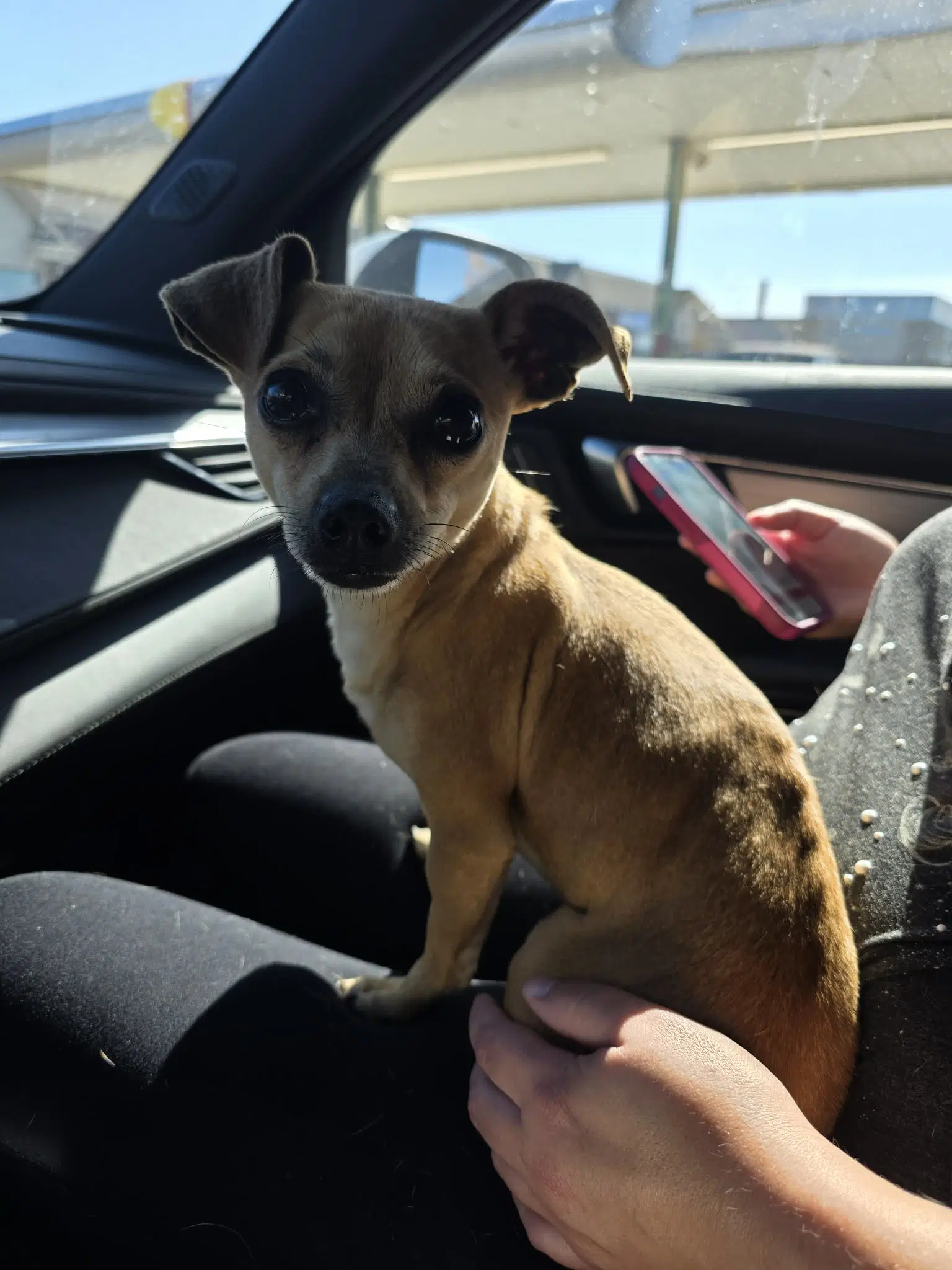 Gracie image 3