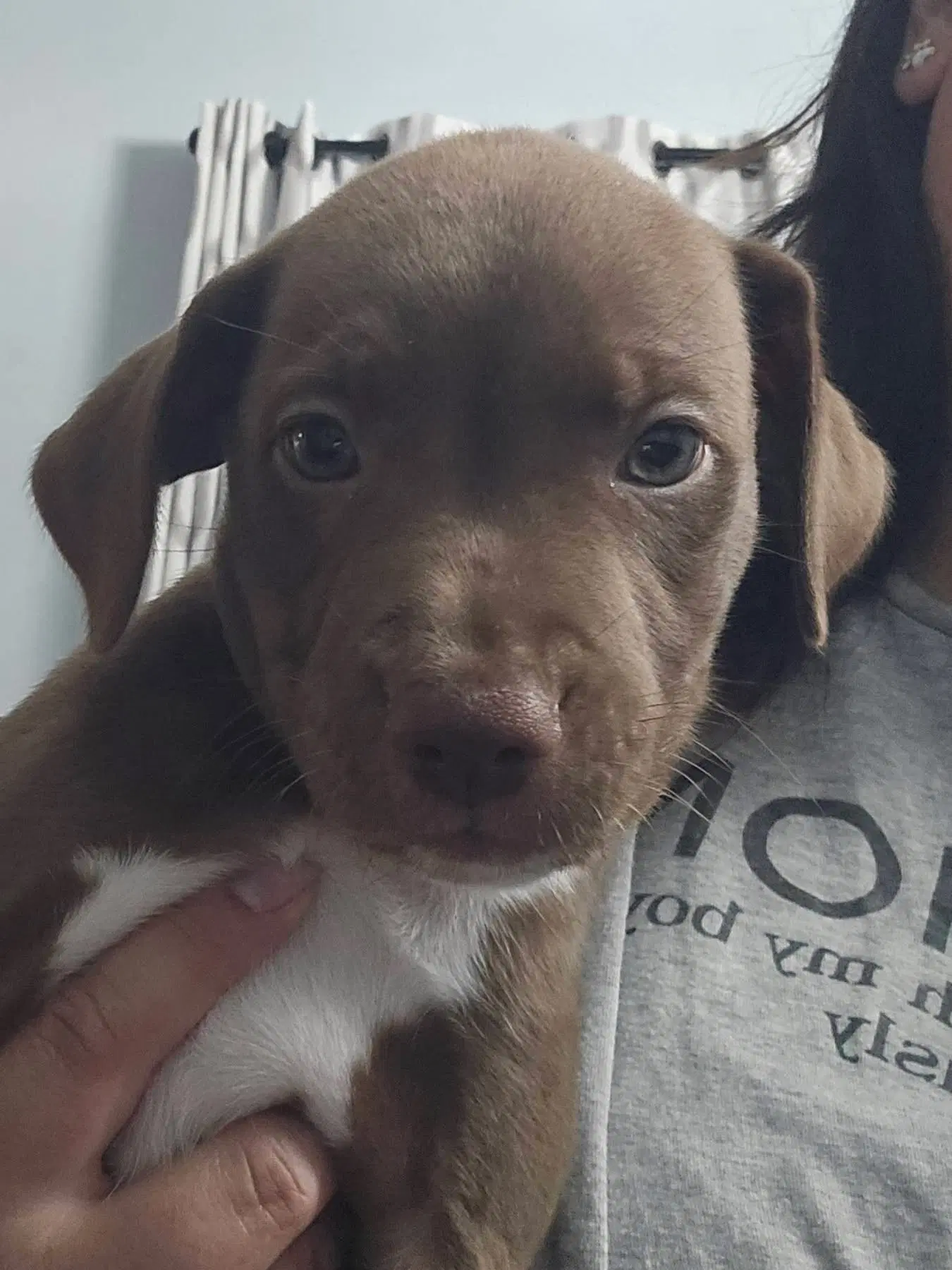 Teller - Pit Bull Terrier