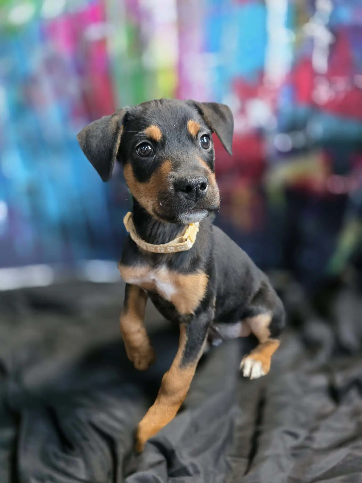 Peanut - Rottweiler