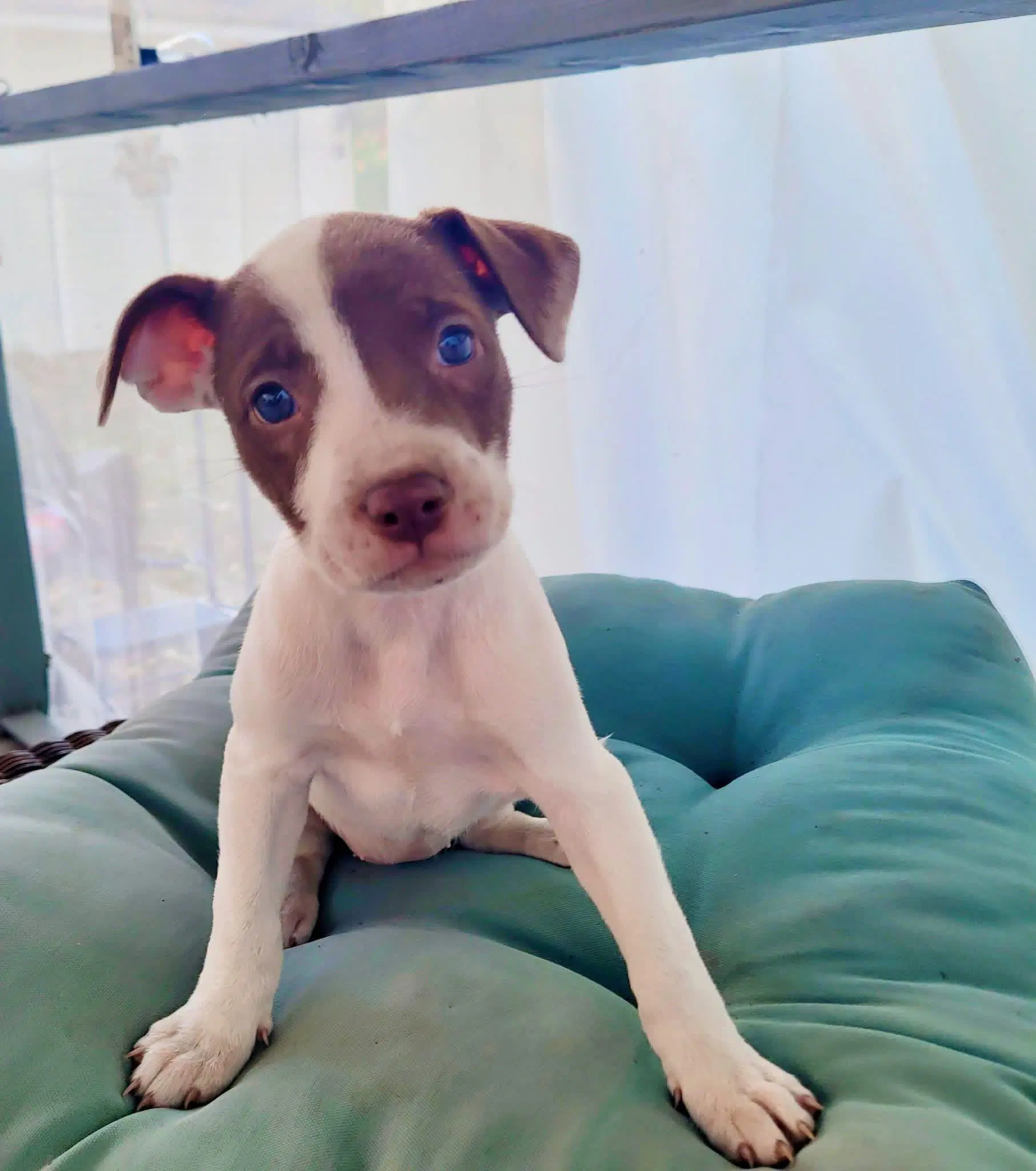 Jada - Pit Bull Terrier