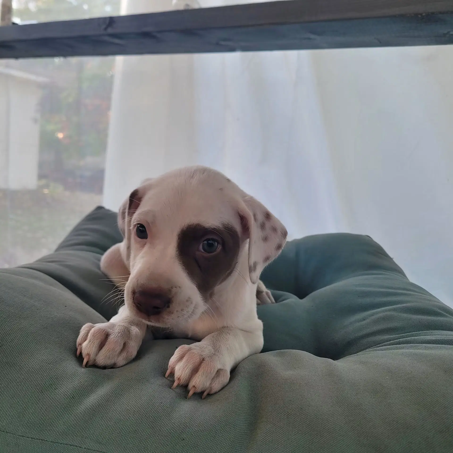 Raven - Pit Bull Terrier