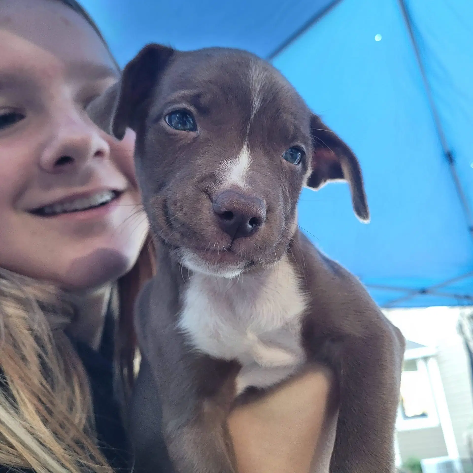 Roxy - Pit Bull Terrier