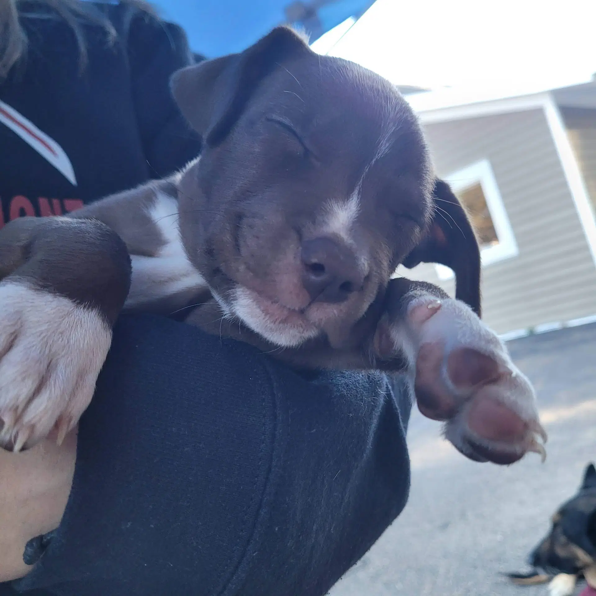 Roxy image 2