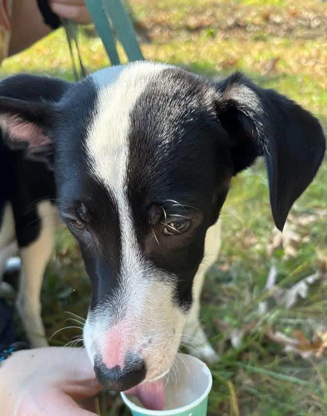 Harper - Australian Cattle Dog/Blue Heeler