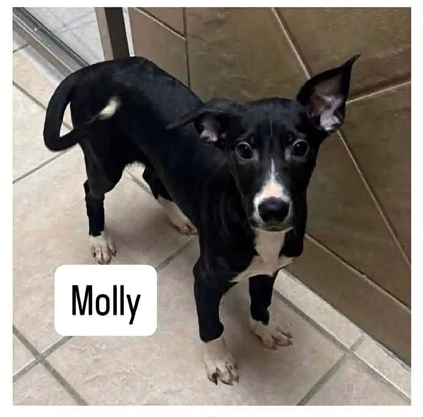 Molly - Australian Cattle Dog/Blue Heeler