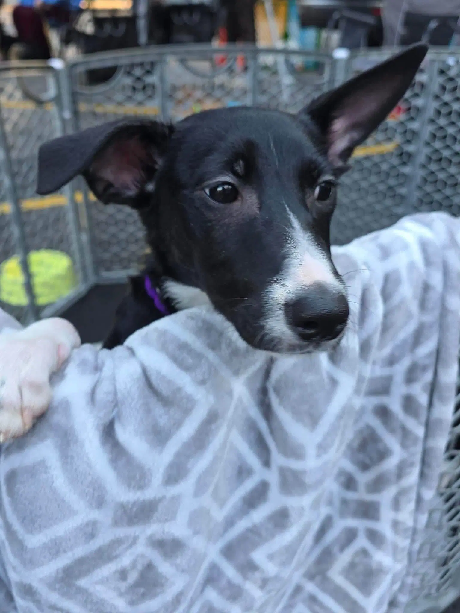 Molly image 2