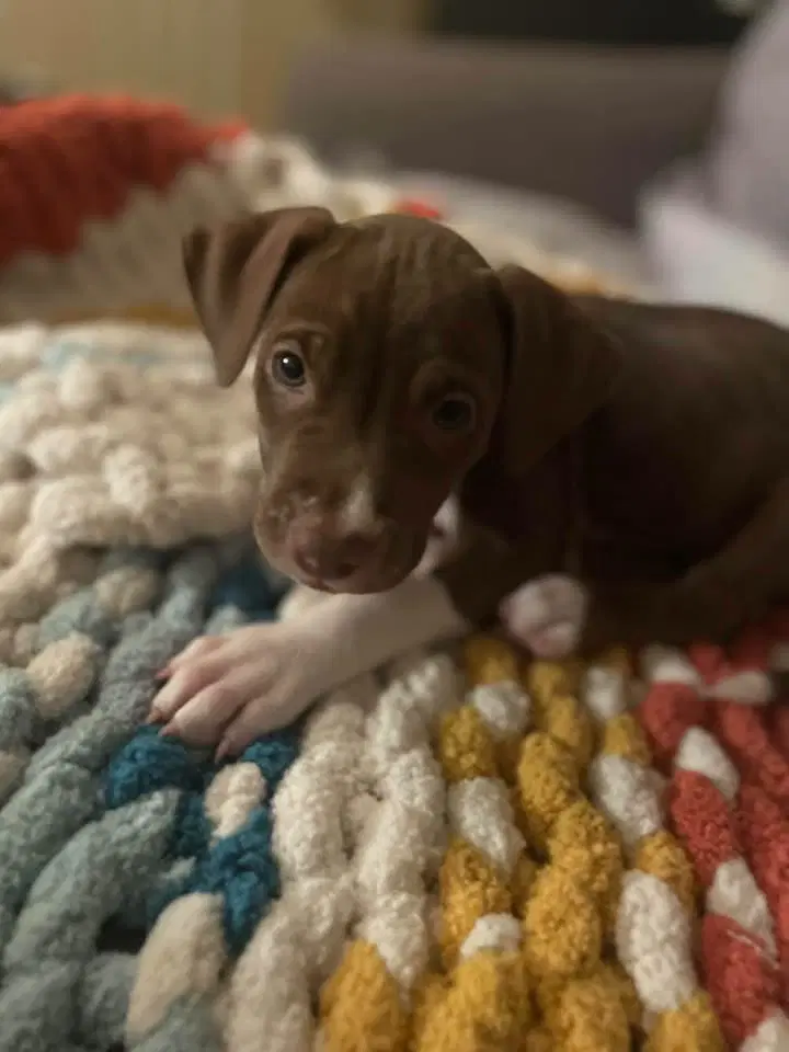 Darla - Pit Bull Terrier