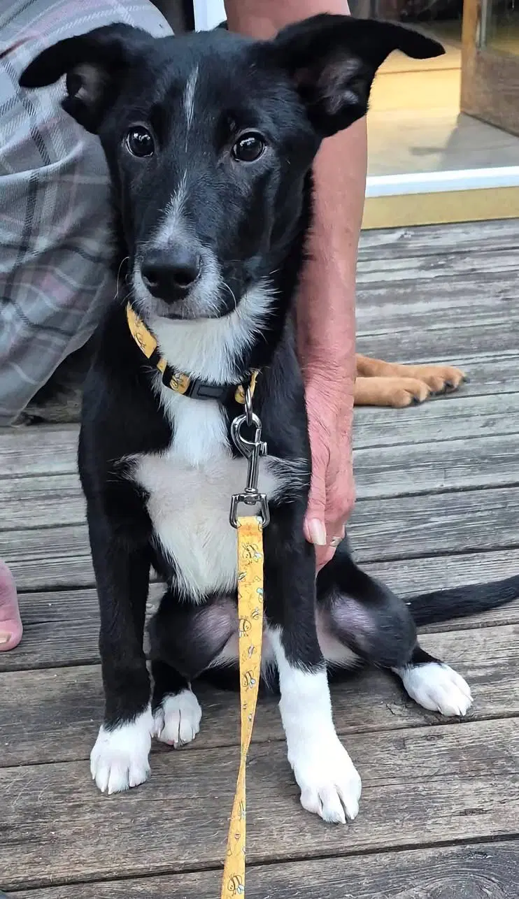 Winston image 2