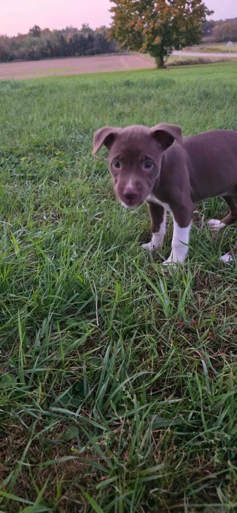 Skywalker - Pit Bull Terrier