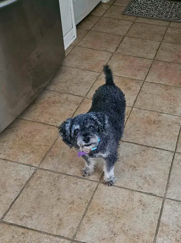 Biff - Poodle (Standard)
