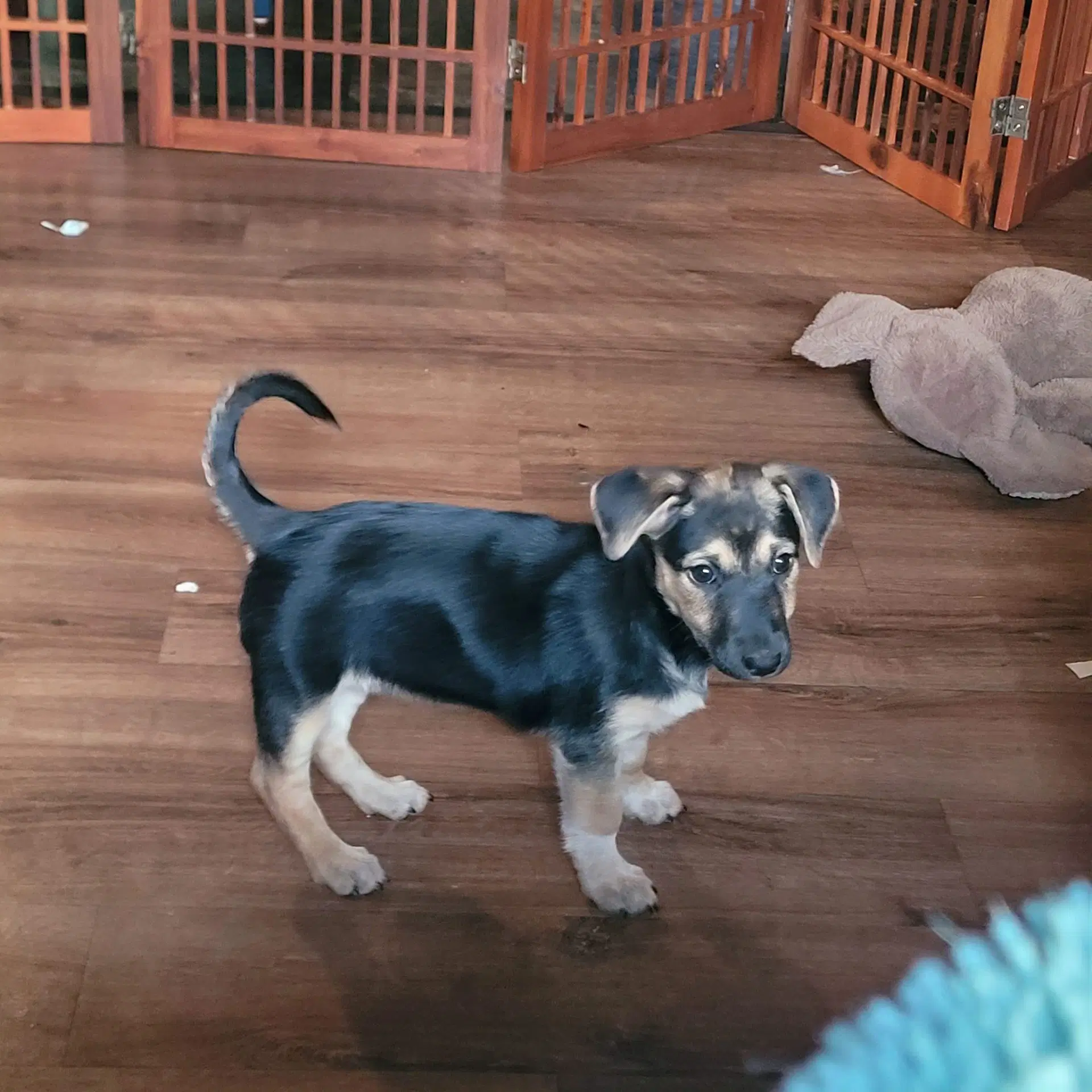 Winnie - Labrador Retriever