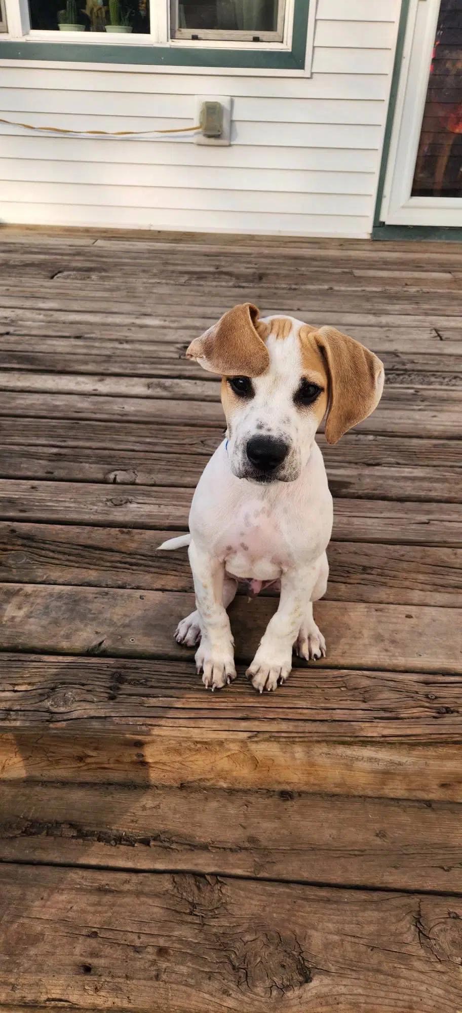 Harry - Pit Bull Terrier