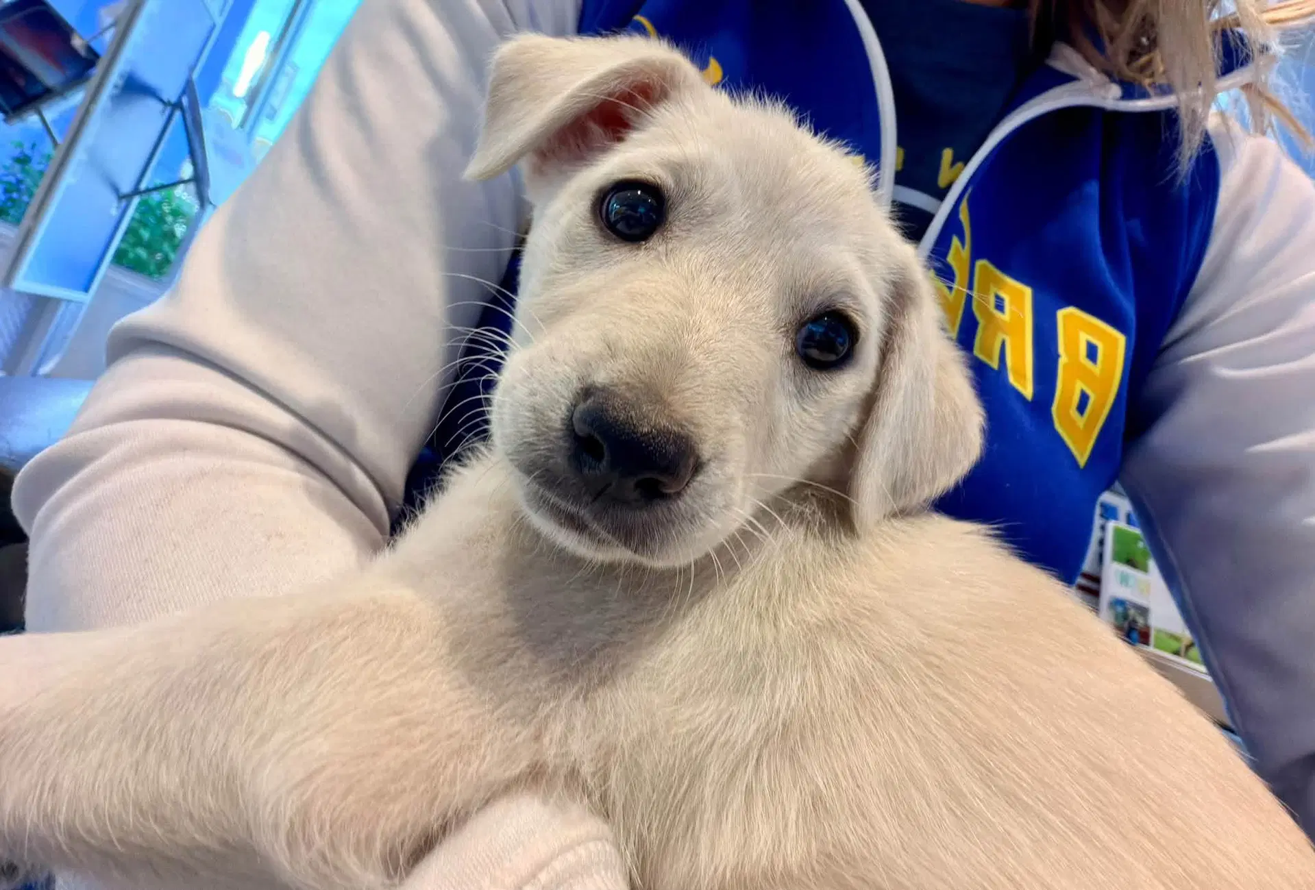 Pennie - Labrador Retriever