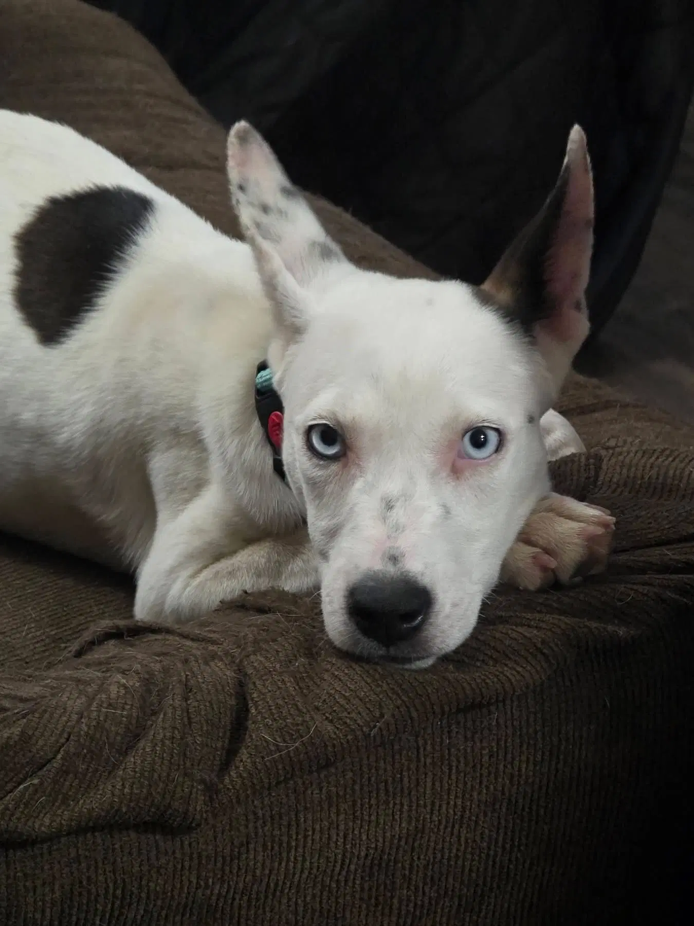 Ruthie - Terrier