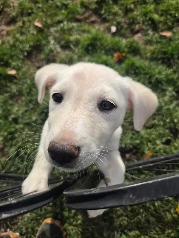 Millie - Labrador Retriever