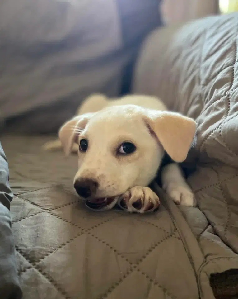 Goldie - Labrador Retriever