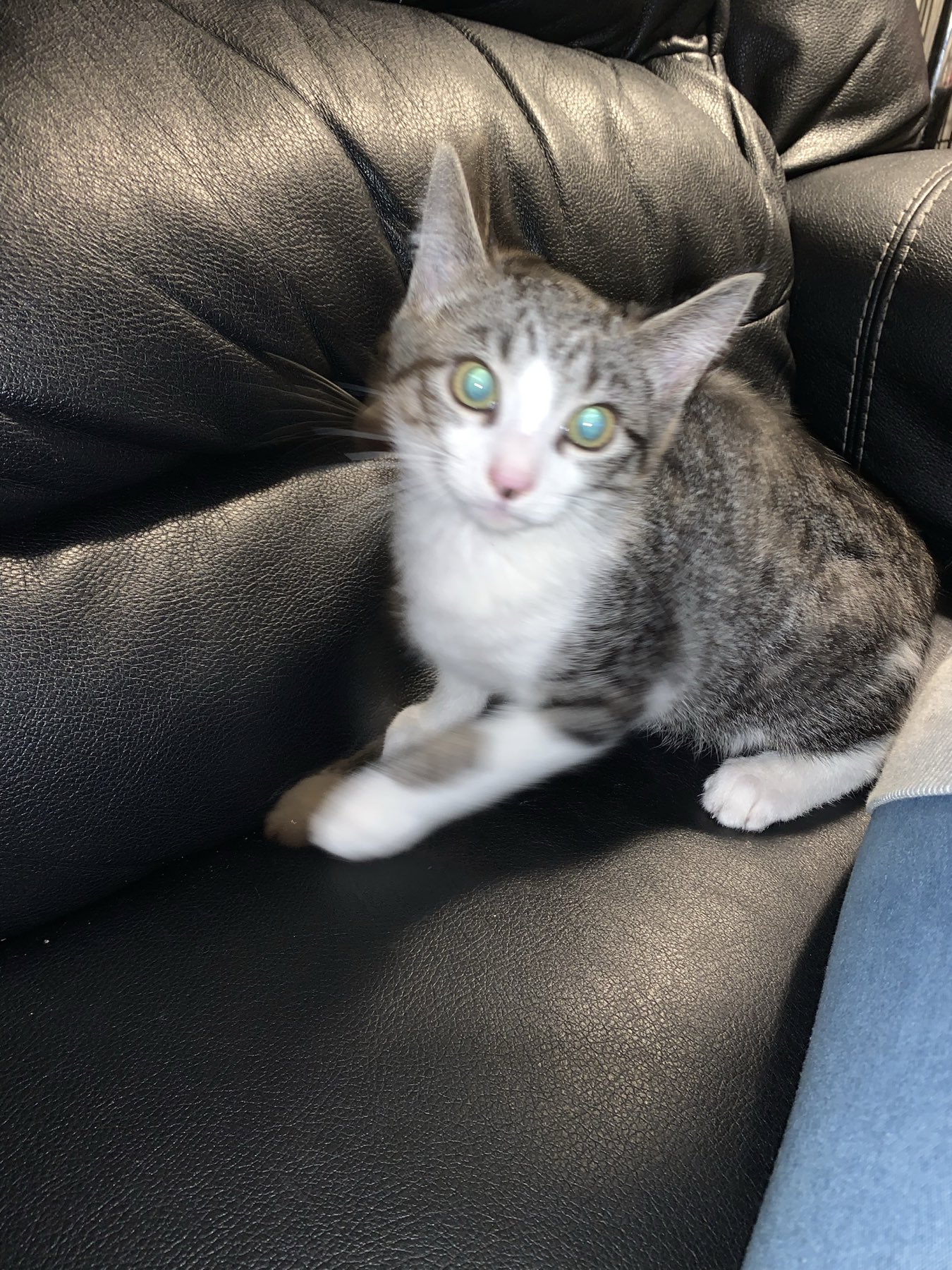 Cats for Adoption in Cowlitz County, Washington | Alpha Paw