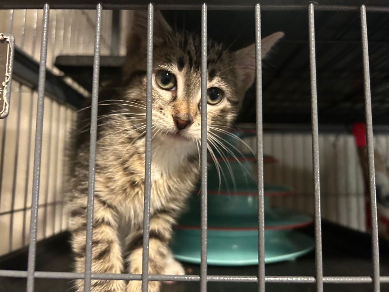 adoptable Cat in Yelm, WA named Alder