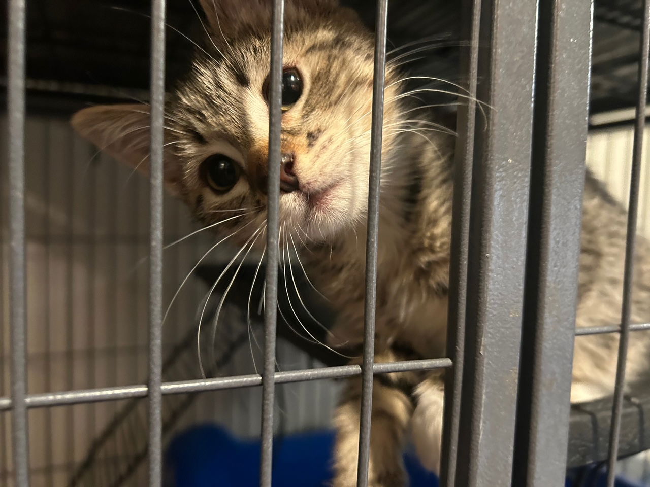 adoptable Cat in Yelm, WA named Maple