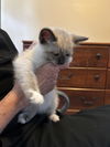 Nilla