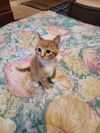 Ernest