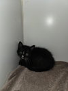 Salem