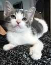 Eugene