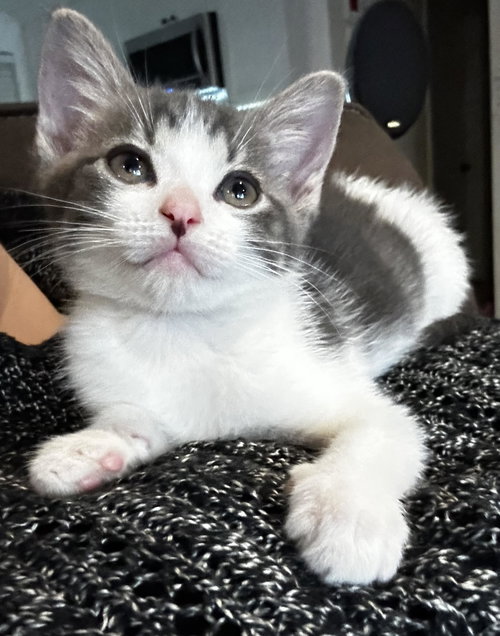 Eugene