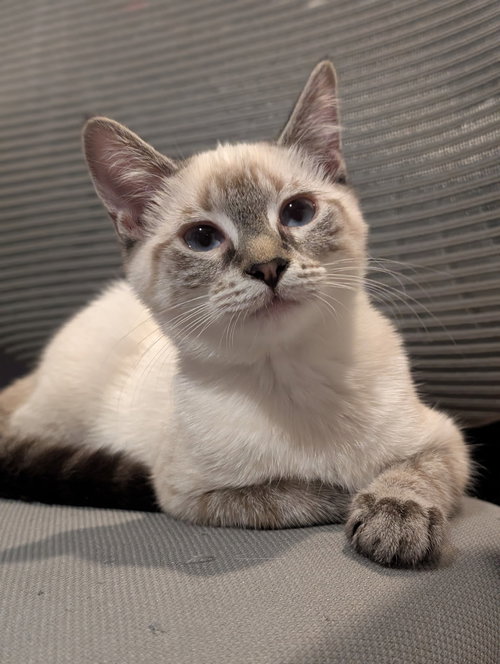 Stella