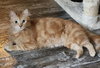 OJ