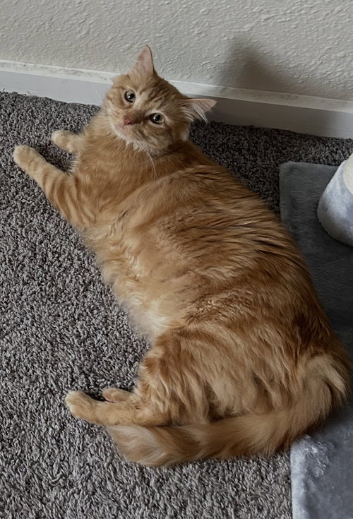 OJ, Young Domestic Medium Hair / Mixed (medium coat), cat for adoption in Lakewood, Washington