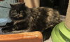 Kitty Bear