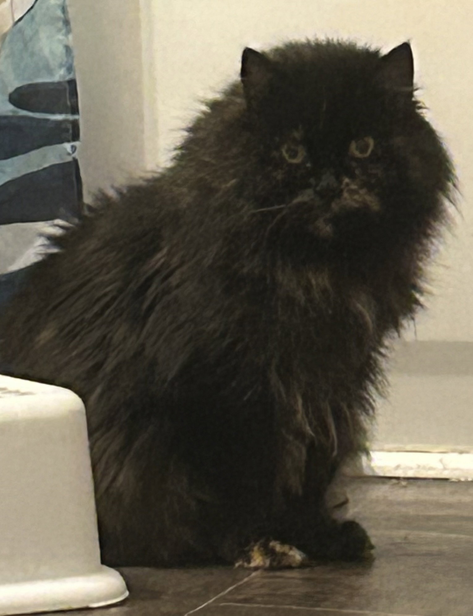 Kitty Bear Image