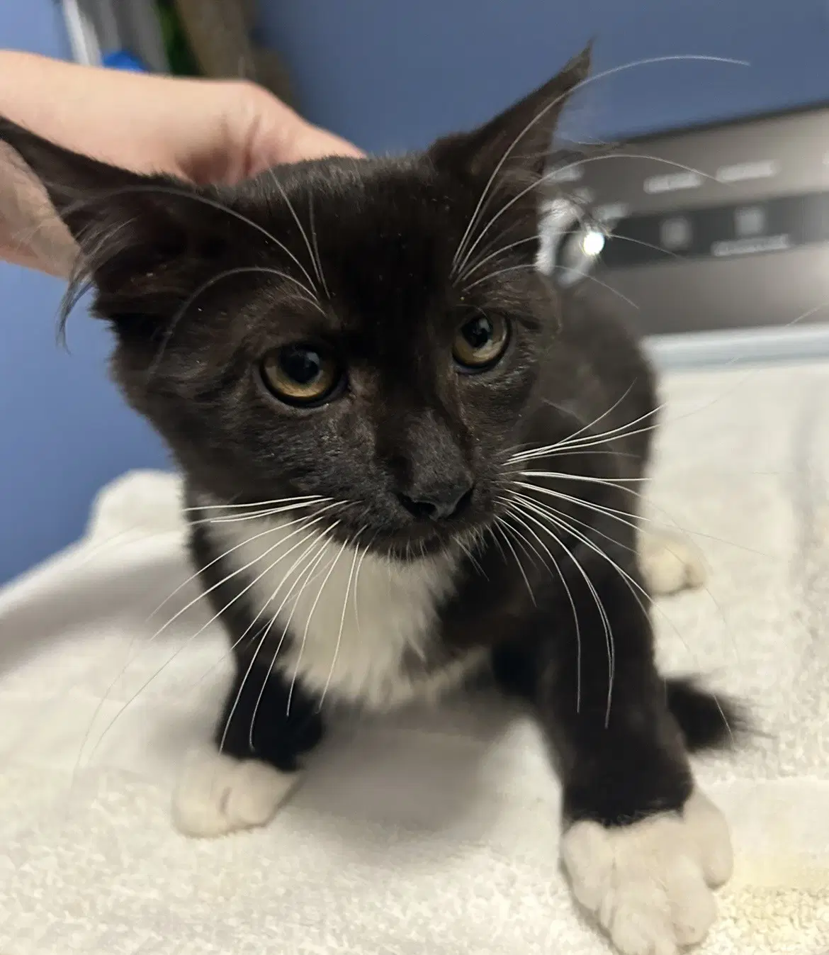 Boomer - Domestic Short Hair