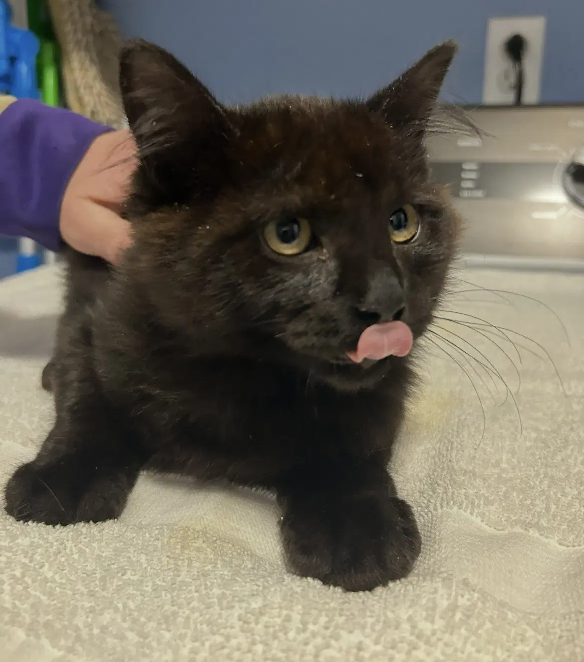 Commander Adama - Domestic Medium Hair