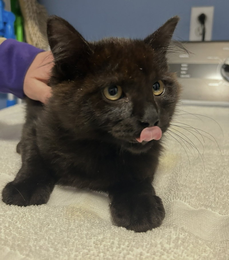 Commander Adama, a young male cat up for adoption