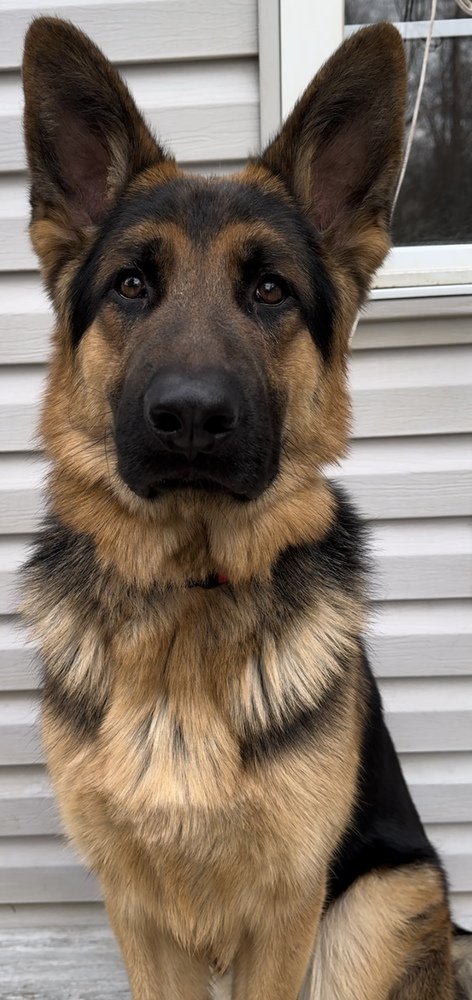 adoptable Dog in Springfield, VA named Sawyer