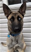 adoptable Dog in springfield, VA named Chromie