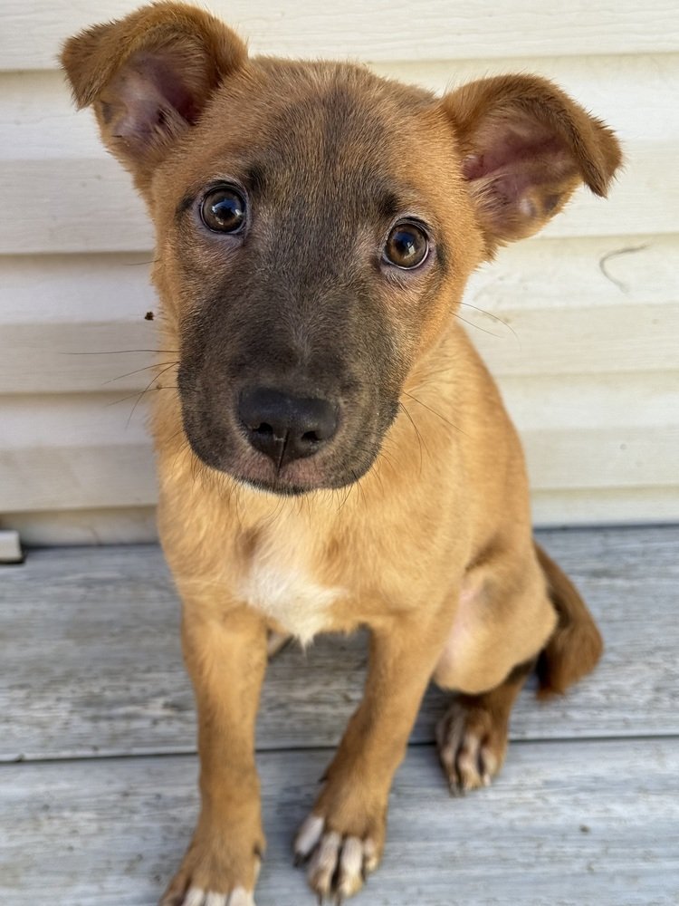 adoptable Dog in Springfield, VA named Casey