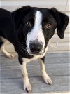 adoptable Dog in  named Baxley